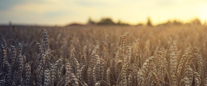 entdecken sie die vorteile von alten getreidesorten! diese nährstoffreichen körner bieten eine gesunde und schmackhafte alternative zu herkömmlichem getreide. ideal für eine ausgewogene ernährung.