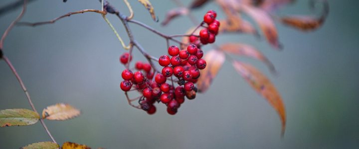 entdecken sie unsere gesundheitsinitiativen, die darauf abzielen, das wohlbefinden zu fördern, präventive maßnahmen zu unterstützen und eine gesündere gemeinschaft zu schaffen.