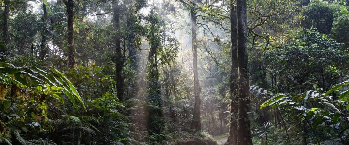 entdecken sie den faszinierenden regenwald: ein einzigartiges ökosystem voller artenvielfalt, atemberaubender landschaften und unvergesslicher erfahrungen. erfahren sie mehr über seine bedeutung für den planeten und die bedrohten lebensräume.