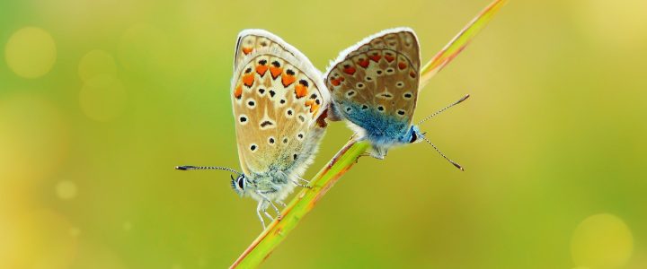 entdecken sie die faszinierende welt der biologie, von den grundlagen des lebens bis zu den komplexen interaktionen in ökosystemen. lernen sie die vielfalt der organismen und ihre anpassungsmechanismen kennen.