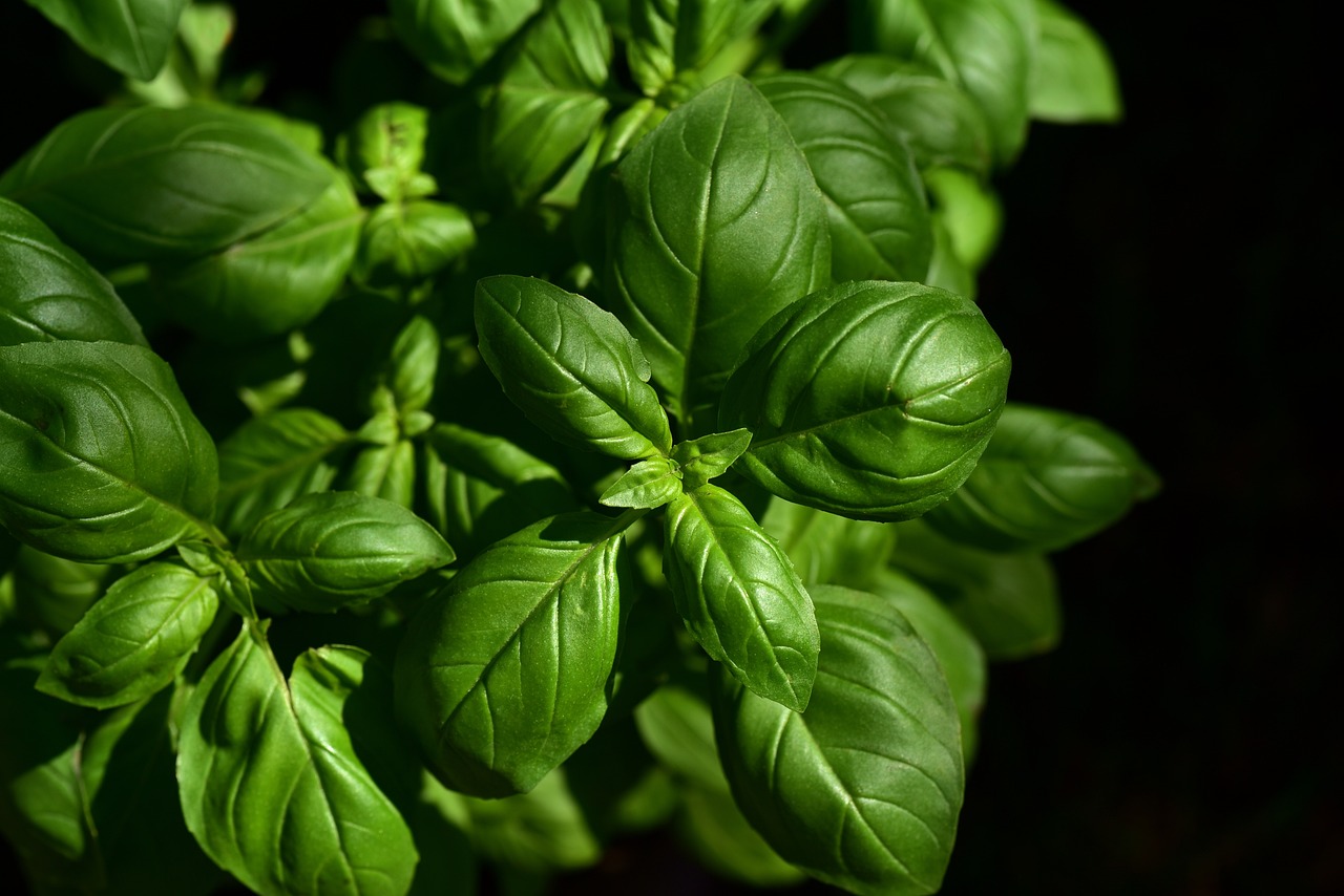 entdecken sie die faszinierende welt der kulinarischen köstlichkeiten! tauchen sie ein in eine vielfalt aus aromen, zutaten und techniken, die ihre geschmacksknospen verwöhnen werden.