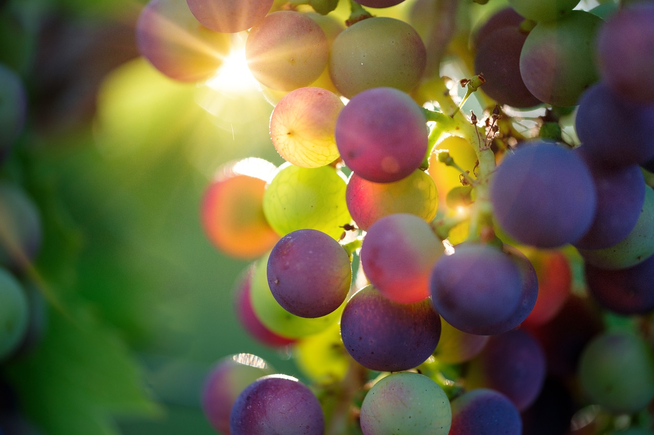 entdecken sie erfrischende lebensmittel, die ihren sommer beleben. von knackigen salaten bis hin zu fruchtigen smoothies – erfahren sie, wie sie mit leichten und gesunden zutaten ihre energie steigern können!