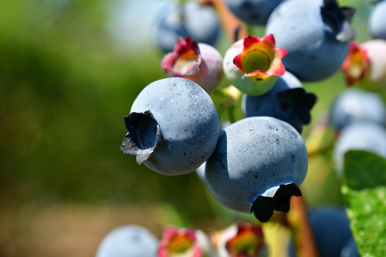 entdecken sie die kraft der superfoods! erfahren sie, wie diese nährstoffreichen lebensmittel ihre gesundheit und ihr wohlbefinden steigern können. perfekt für eine ausgewogene ernährung!