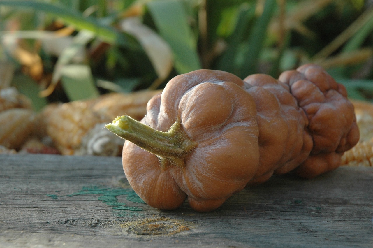 entdecken sie die welt des vegetarismus! erfahren sie mehr über gesunde pflanzliche ernährungsweisen, die vorteile für ihre gesundheit und die umwelt, sowie köstliche rezepte und tipps für einen fleischfreien lebensstil.