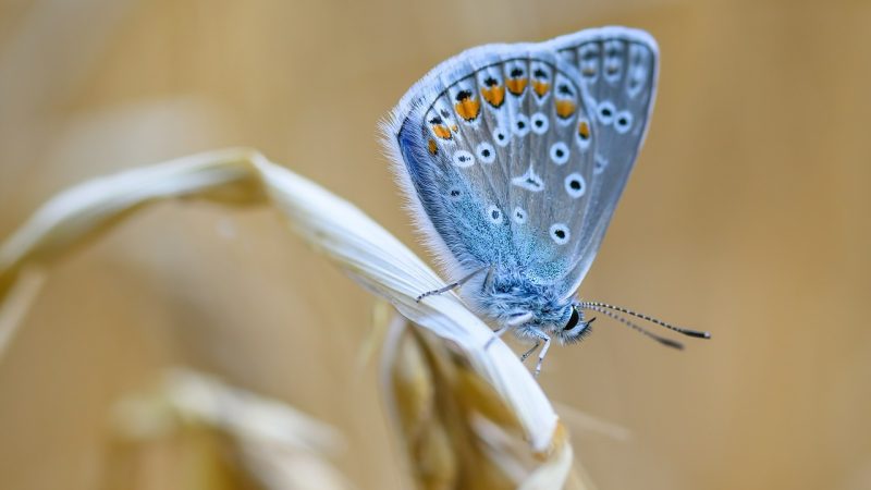 entdecken sie die schönheit des sommers mit endlosen sonnenstrahlen, erfrischenden aktivitäten und unvergesslichen momenten im freien. genießen sie die warme jahreszeit und lassen sie sich von der fülle der sommerfreuden inspirieren.