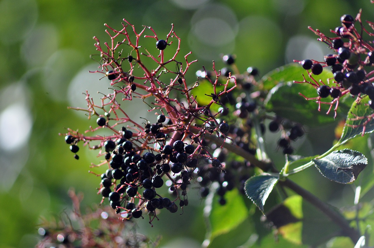 entdecken sie die welt der kräutermedizin! erfahren sie mehr über die heilenden eigenschaften von pflanzen und wie sie sie für ihr wohlbefinden nutzen können. tauchen sie ein in die kunst des herbalismus für natürliche gesundheit und vitalität.