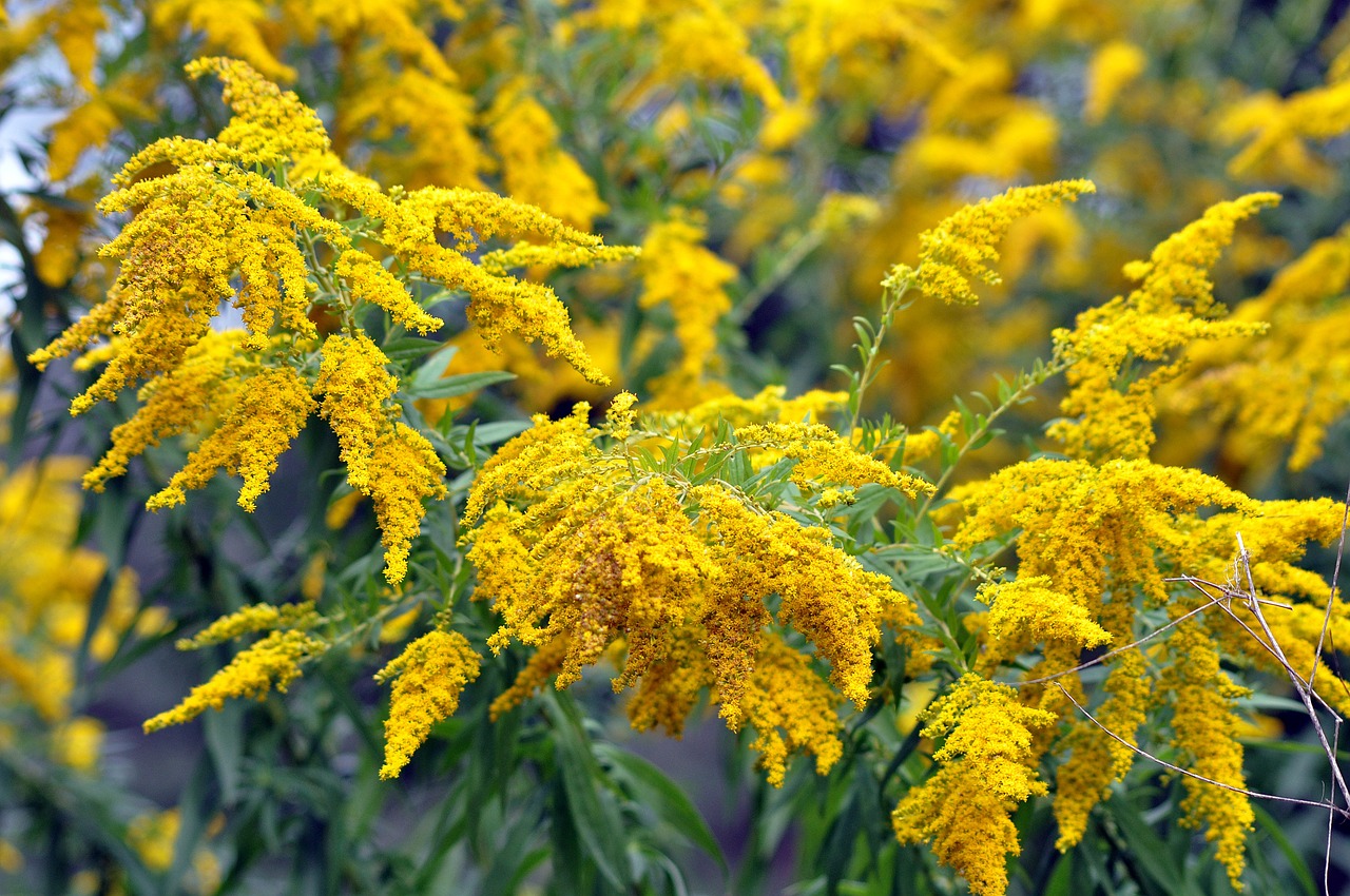 entdecken sie die welt des kräuterwissens mit unserem umfassenden leitfaden über heilpflanzen, deren verwendung und die vorteile der phytotherapie für gesundheit und wohlbefinden.