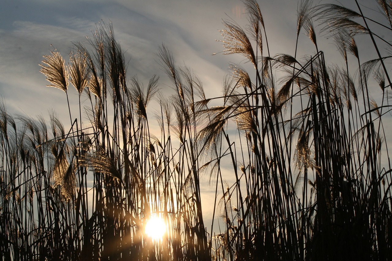 entdecken sie das potenzial von sonnenlicht und seine positiven auswirkungen auf das wohlbefinden! erfahren sie, wie sie tageslicht optimal nutzen können, um ihre lebensqualität zu verbessern.