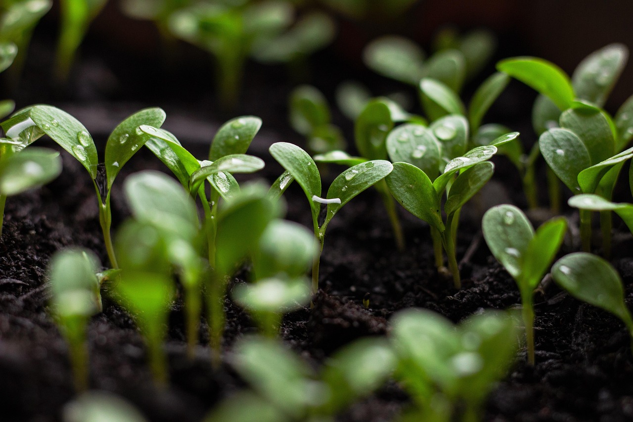 entdecken sie nachhaltige ernährung, die umweltfreundliche zutaten und ressourcenschonende praktiken kombiniert, um gesunde und leckere mahlzeiten zuzubereiten. verbessern sie ihr wohlbefinden und schützen sie unseren planeten!