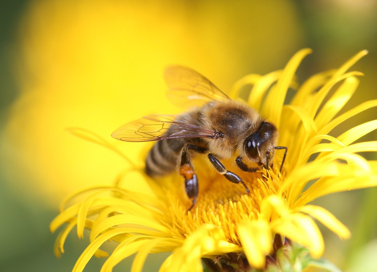 entdecken sie die süße welt des honigs! erfahren sie mehr über seine herkunft, die verschiedenen sorten und die gesundheitlichen vorteile dieses natürlichen süßungsmittels. genießen sie die vielfalt und die aromen, die honig den tisch bereichern kann.