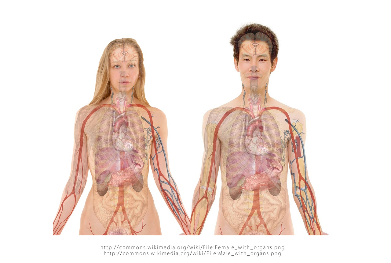 entdecken sie alles über die leber, ein lebenswichtiges organ im menschlichen körper. erfahren sie mehr über ihre funktionen, erkrankungen und wie sie ihre lebergesundheit unterstützen können.