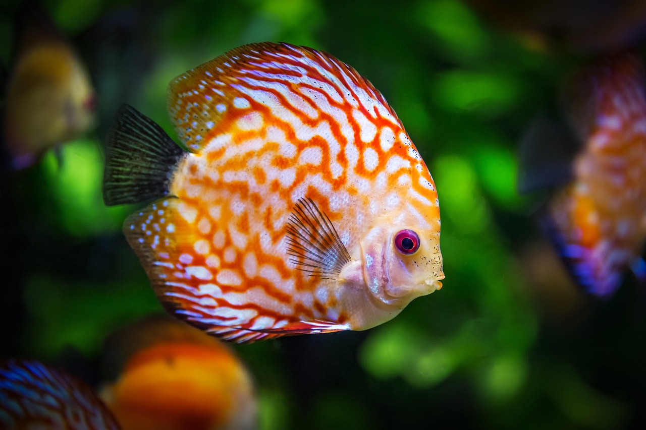 entdecken sie die faszinierende welt der fische: von deren artenvielfalt und lebensräumen bis hin zu köstlichen rezepten und nachhaltiger fischerei. lesen sie mehr über diese bemerkenswerten wasserbewohner.