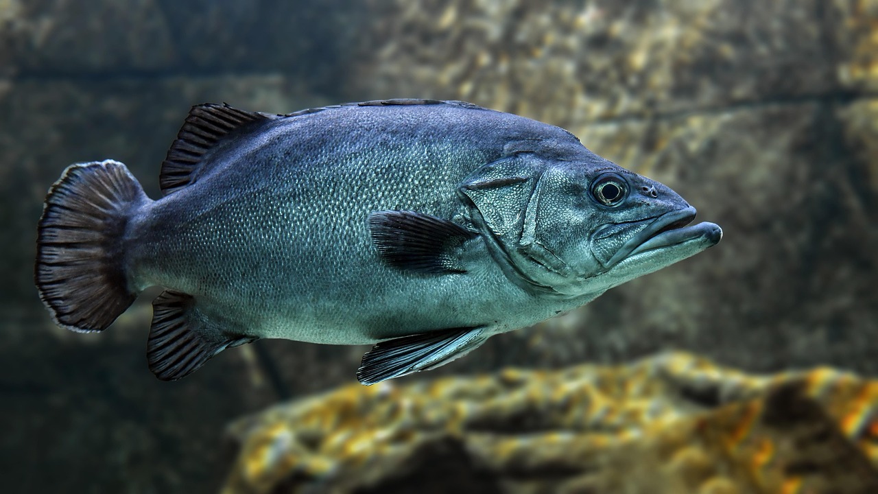 entdecken sie frischen fisch von höchster qualität! unsere auswahl bietet ihnen die besten sorten direkt aus den gewässern. genießen sie die vielfalt und den geschmack von frischem fisch in ihrer küche.