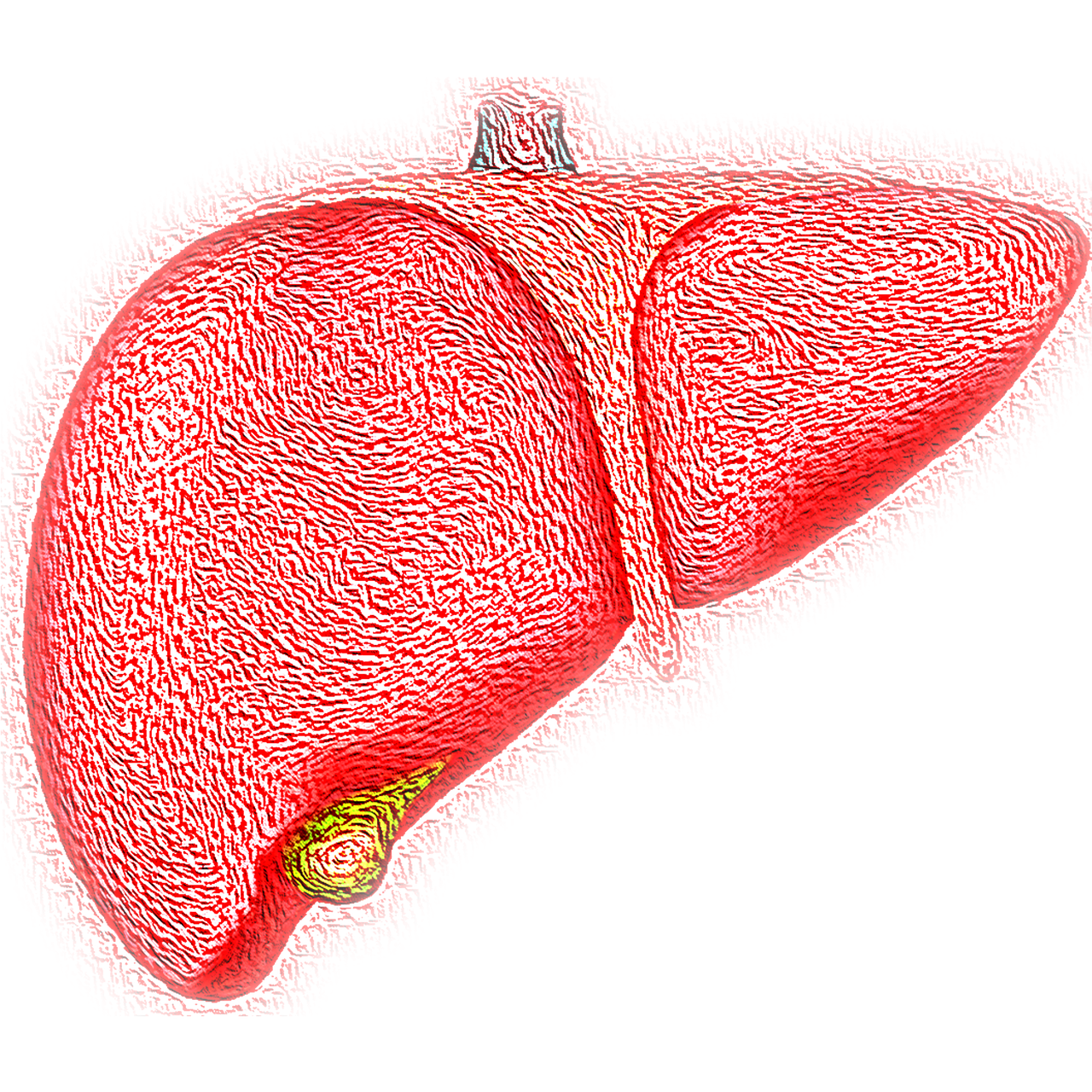 entdecken sie alles über die leber: ihre funktionen, gesundheitstipps und die bedeutung für den körper. erfahren sie, wie sie ihre leber gesund halten können.