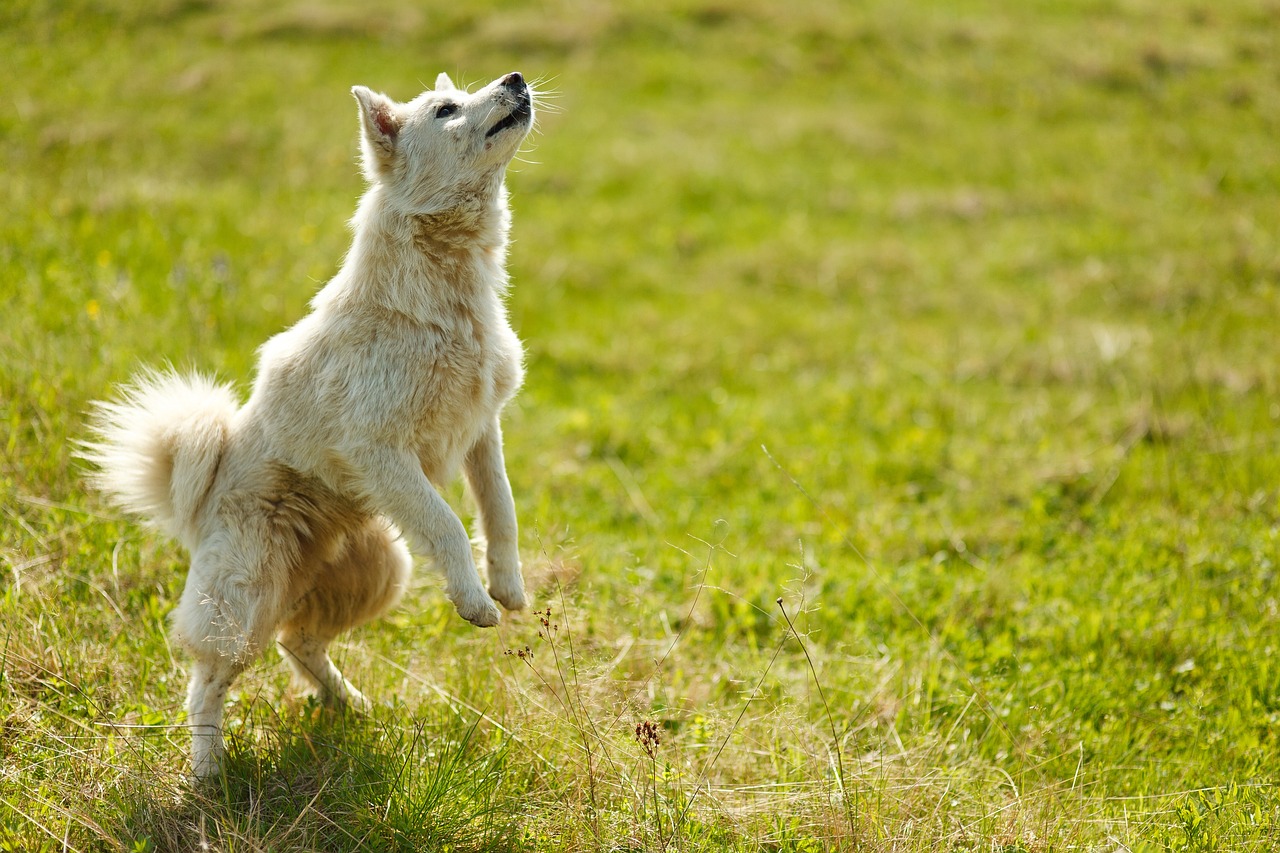 entdecken sie die welt des raw-doggings, eine intime praxis, die viele paare anzieht. erfahren sie mehr über die vorzüge, risiken und die bedeutung von offener kommunikation in beziehungen, während sie spannende einblicke in diese spezielle lebensweise erhalten.