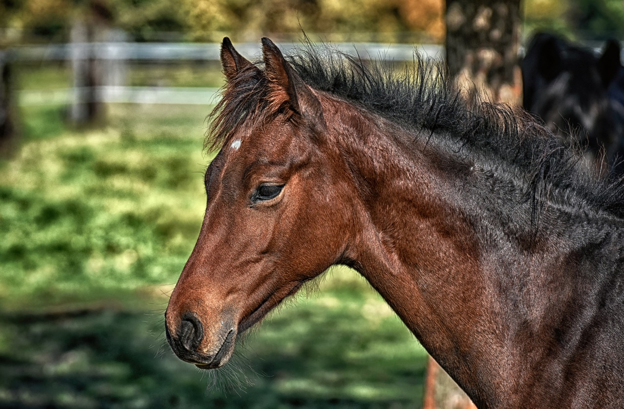 entdecken sie die faszinierende welt des hobby-horsing! erfahren sie mehr über diesen kreativen sport, der reiten und tanz kombiniert, und finden sie tipps, um selbst aktiv zu werden. ideal für alle altersgruppen!