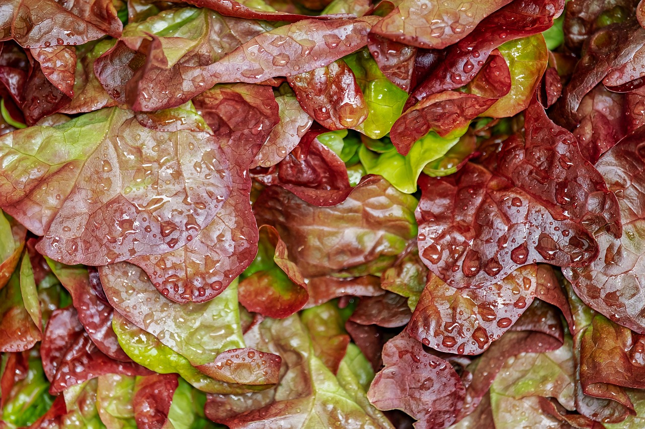 entdecken sie köstliche salatrezepte für jede gelegenheit! frisch, gesund und einfach zuzubereiten – ideal für ernährung und genuss.