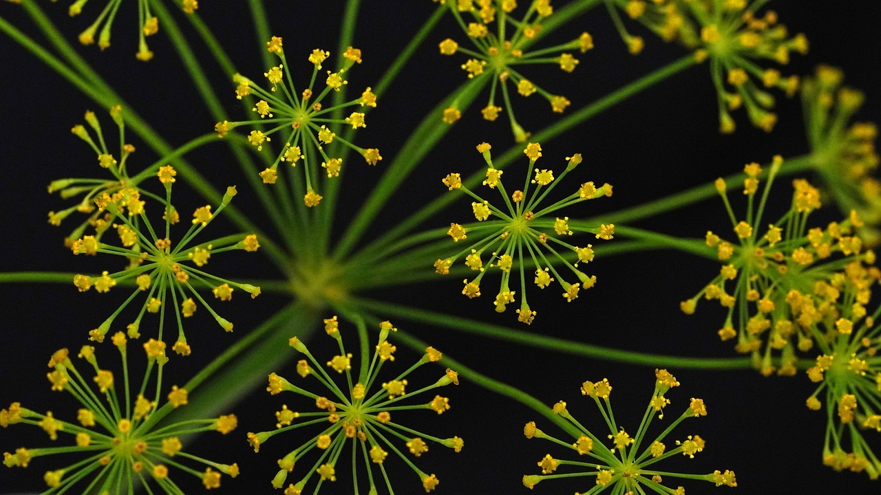 entdecken sie die faszinierende welt der gewürze! von aromatischen kräutern bis hin zu scharfen gewürzen – bereichern sie ihre küche mit neuen geschmacksrichtungen und kulinarischen möglichkeiten. tauchen sie ein in die vielfalt der gewürze und verfeinern sie ihre gerichte!