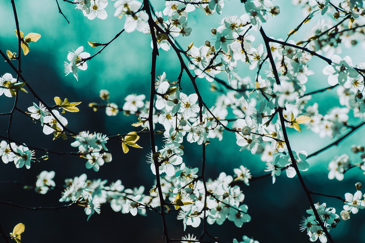 entdecken sie die schönheit des frühlings: erleben sie blühende blumen, angenehme temperaturen und die rückkehr der natur. genießen sie frische luft und inspirierende aktivitäten im freien.