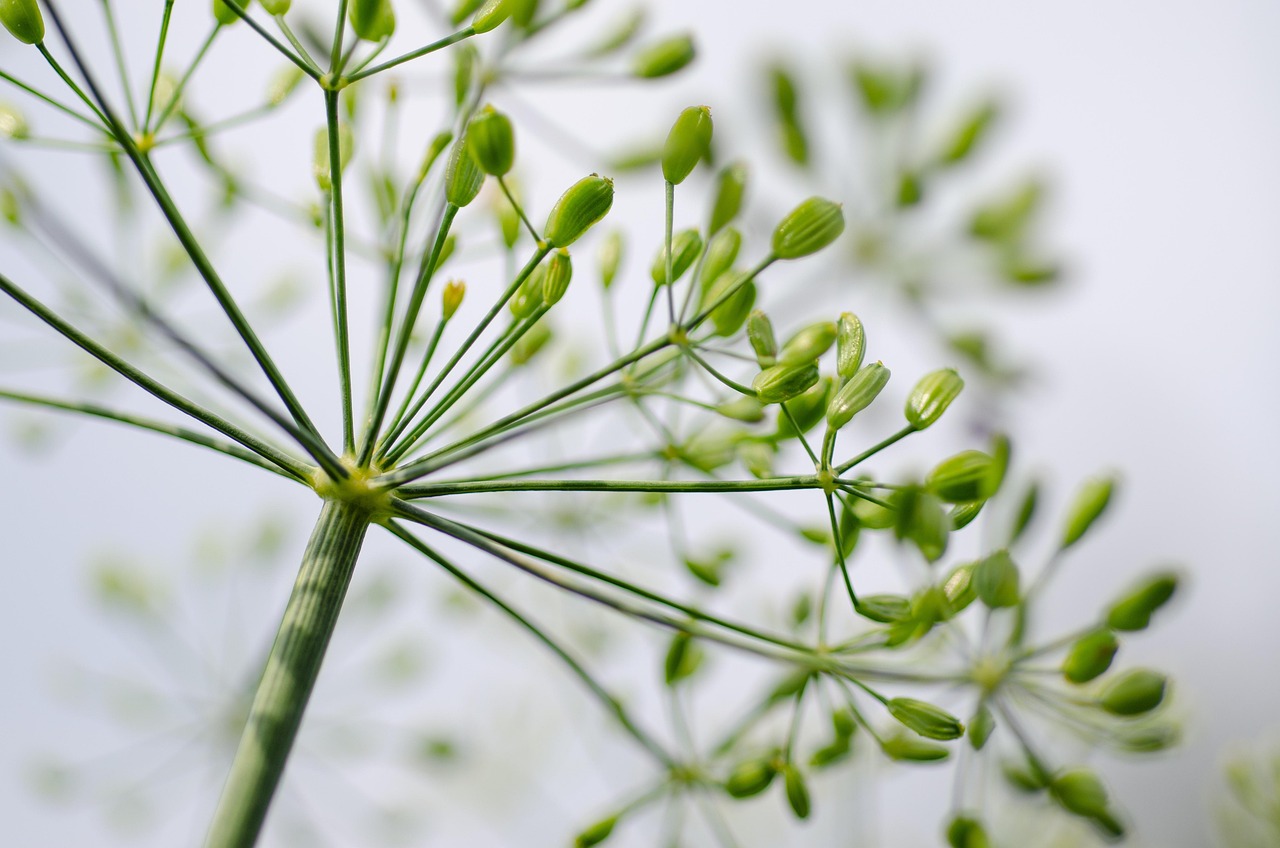 entdecken sie die faszinierende welt der kulinarischen sinne: von traditionellen rezepten bis hin zu innovativen kochtechniken – lassen sie sich inspirieren und genießen sie unvergessliche geschmackserlebnisse.