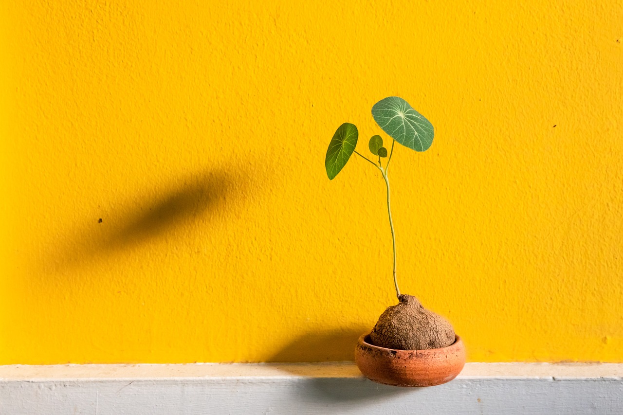 entdecken sie die welt der gartenbaukunst: tipps, techniken und trends für erfolgreiche pflanzenpflege und gartenplanung in der horticulture. verbessern sie ihre gärten mit unserem expertenwissen!