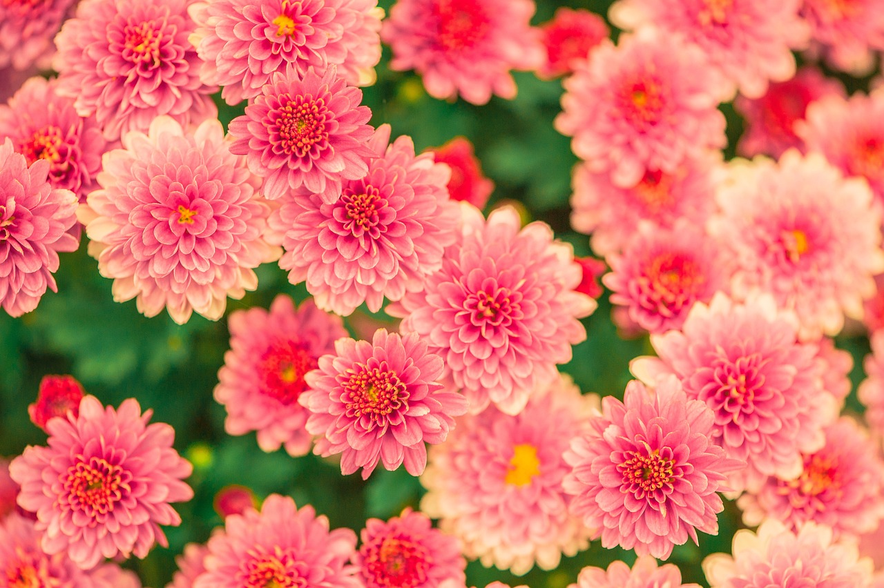 entdecken sie die faszinierende welt der gartenbaukunst. von der pflanzenpflege bis zur landschaftsgestaltung – alles, was sie über die horticulture wissen müssen, um ihre grünen daumen zu perfektionieren.