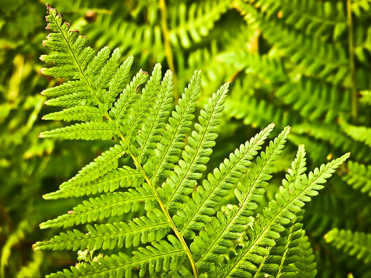 entdecken sie die welt der gartenbaukunst! von der pflanzenpflege bis zur ernte - erfahren sie alles über horticulture, pflanzenzucht und nachhaltige anbaumethoden.