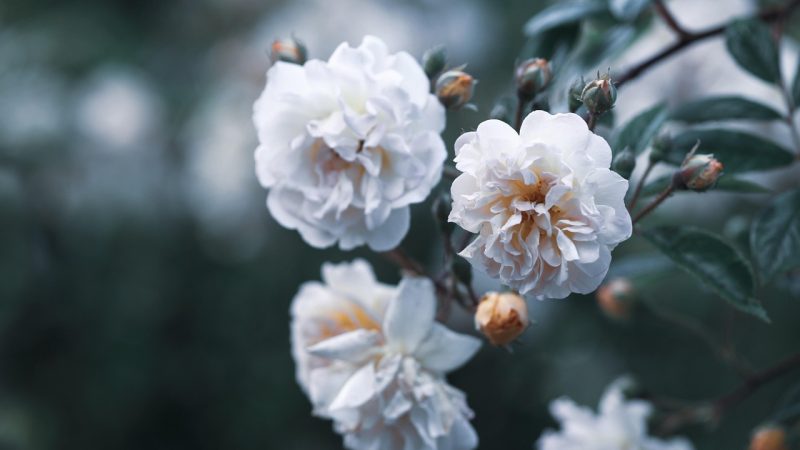 entdecken sie die welt der gartenbaukunst mit unseren umfassenden informationen über pflanzen, anbau und pflege. lernen sie tipps und techniken, um einen blühenden garten zu gestalten.
